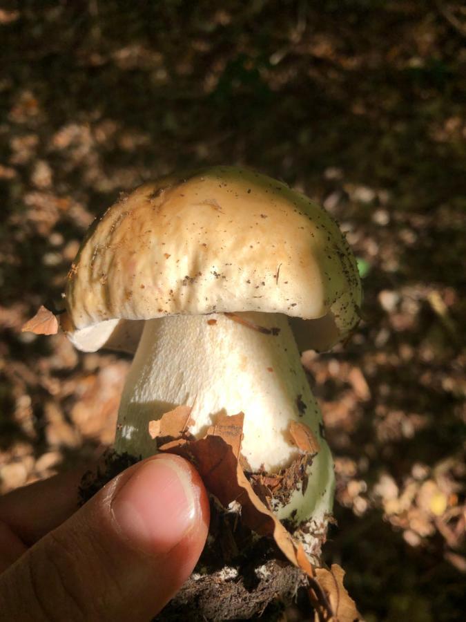 Chata Prachov**** Jičín Esterno foto